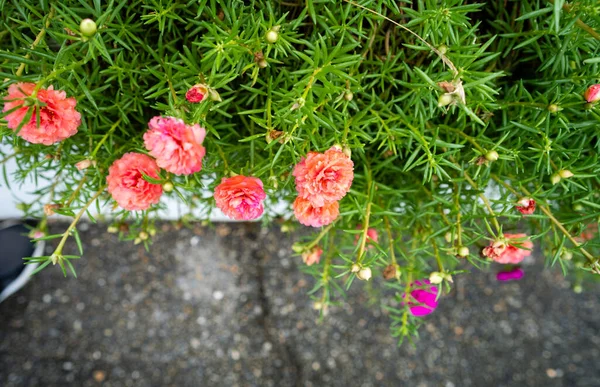 Gros Plan Belles Fleurs Portulaca Grandiflora Poussant Dans Jardin — Photo