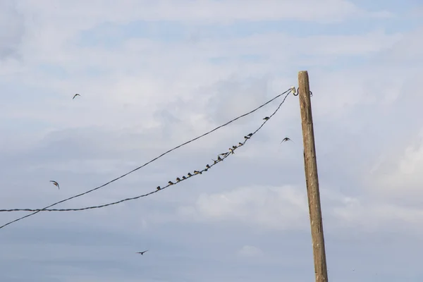 曇りの空を背景にケーブル線に鳥の群れ — ストック写真