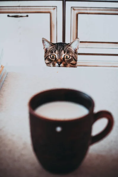Ένα Κοντινό Πλάνο Μιας Γάτας Ένα Φλιτζάνι Γάλα Πρώτο Πλάνο — Φωτογραφία Αρχείου