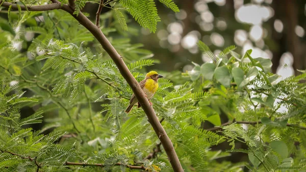 Closeup Shot Southern Masked Weaver Bird Perched Branch Tree — Stock Photo, Image