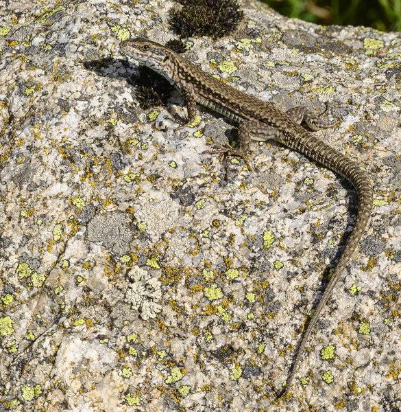 Plan Vertical Lézard Sur Roche Texturée — Photo