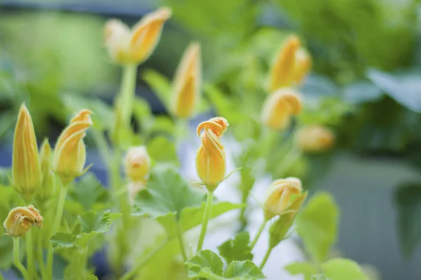 Primer Plano Flores Calabacín Jardín — Foto de Stock