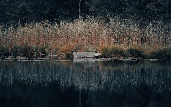 Grande Herbe Séchée Reflétée Dans Lac Allemagne — Photo