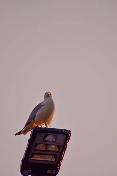 意大利罗马附近一盏灯上一只海鸥的垂直镜头 — 图库照片