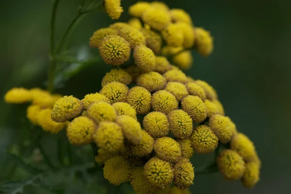 Mooie Kleine Gele Bloemen Een Vijl — Stockfoto