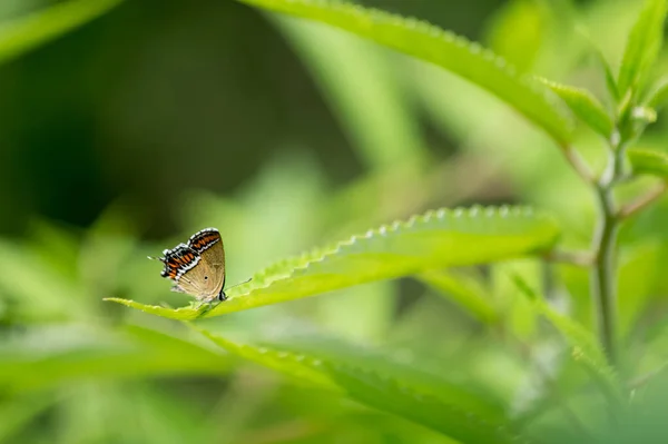 Beau Papillon Sur Une Feuille Verte — Photo