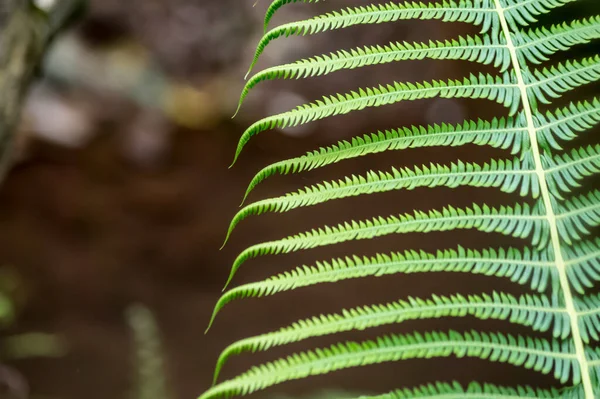Крупним Планом Знімок Зеленої Рослини Папороті — стокове фото