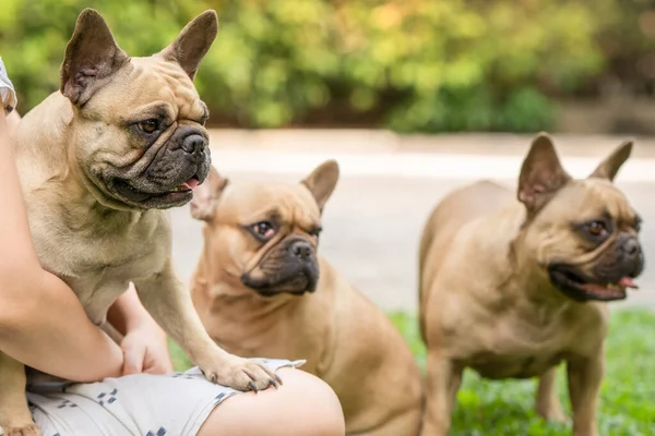 Los Tres Bulldogs Franceses Sentados Regazo Del Propietario Jardín — Foto de Stock