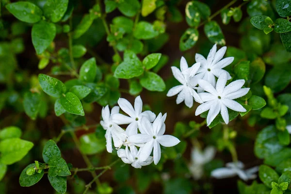 Closeup Shot Jasmines Blooming Garden — Stock Photo, Image