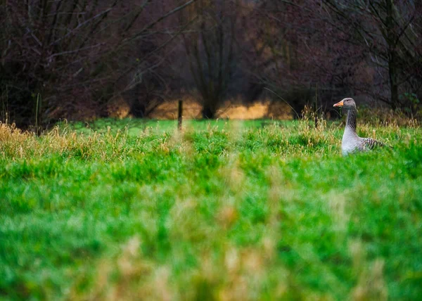 Ganso Greylag Campo Cubierto Hierba Con Árboles Desnudos Fondo —  Fotos de Stock