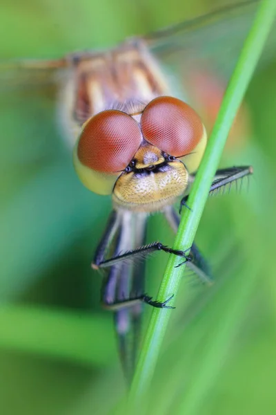 Een Verticalshot Van Een Libelle Een Plant — Stockfoto