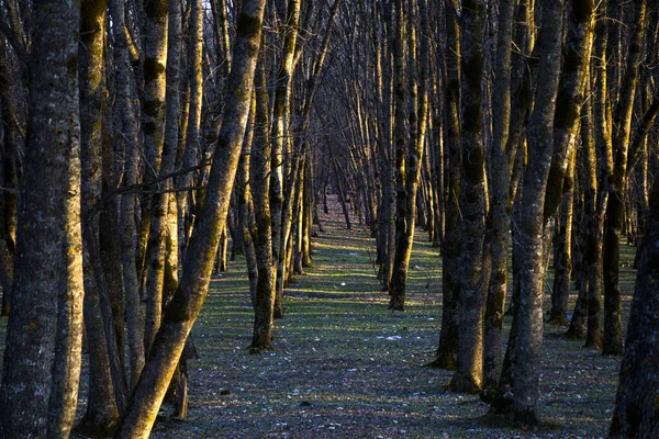 Une Vue Panoramique Lumière Soleil Passe Travers Les Arbres Dans — Photo