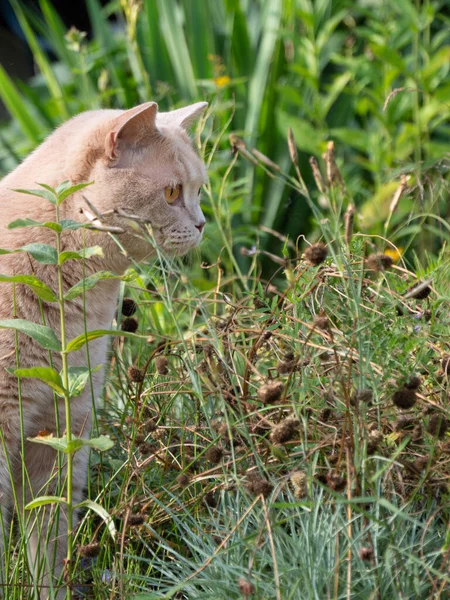 庭に集中した生姜猫の垂直ショット — ストック写真