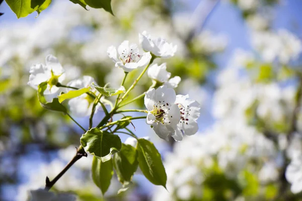 Une Prise Vue Sélective Des Fleurs Blanches Printemps Sur Les — Photo