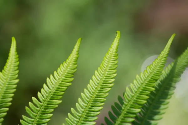 Tiro Foco Seletivo Uma Planta Samambaia Verde — Fotografia de Stock