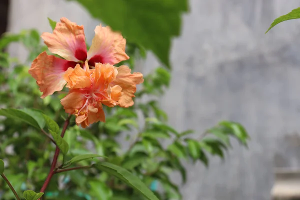 Primer Plano Enfoque Superficial Hibisco Naranja — Foto de Stock