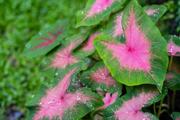Die Rosafarbenen Blätter Der Caladium Pflanze Allgemein Elefantenohr Jesusherz Oder — Stockfoto