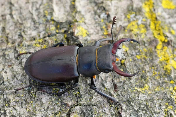 在地面上的一只鹿甲虫的特写镜头 — 图库照片