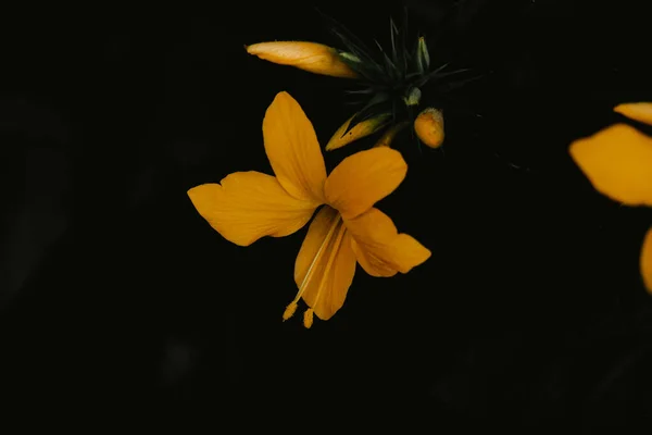 黑色背景上美丽的黄色百合花 — 图库照片