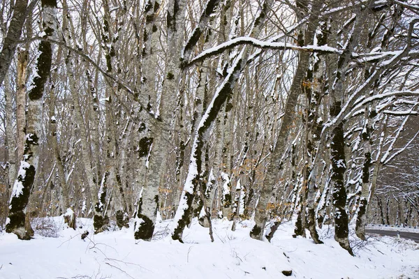 Холодный Вид Лес Сабадури Грузии Зимой — стоковое фото