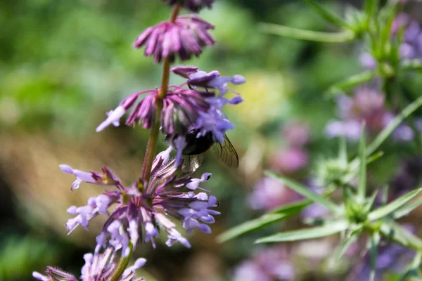 Tiro Macro Uma Abelha Flores Sálvia Whorled Contra Fundo Desfocado — Fotografia de Stock