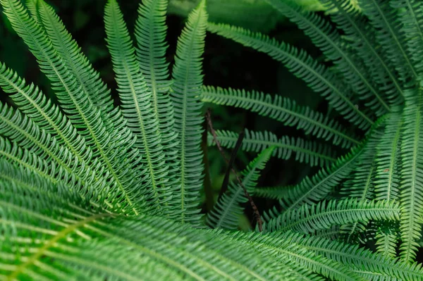 Primer Plano Una Planta Helecho Verde — Foto de Stock