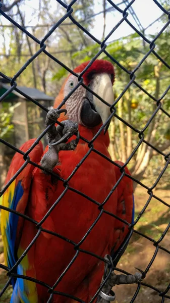 Ara Rossa Verde Dietro Una Maglia Nello Zoo — Foto Stock