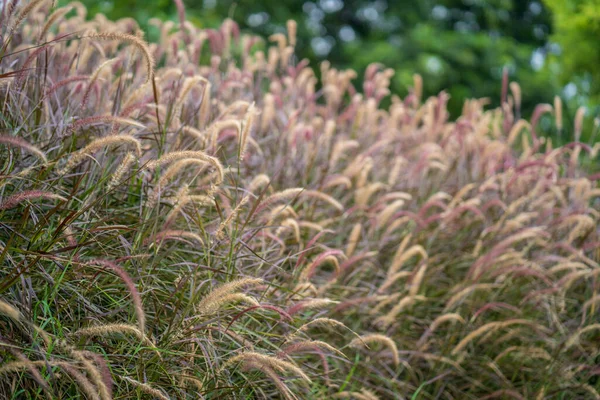 Живописный Вид Травы Фонтана Поле Размытом Фоне — стоковое фото