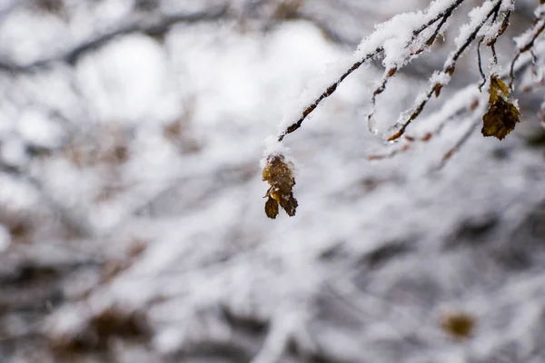 Una Selettiva Messa Fuoco Una Foresta Selvaggia Durante Nevicate Georgia — Foto Stock