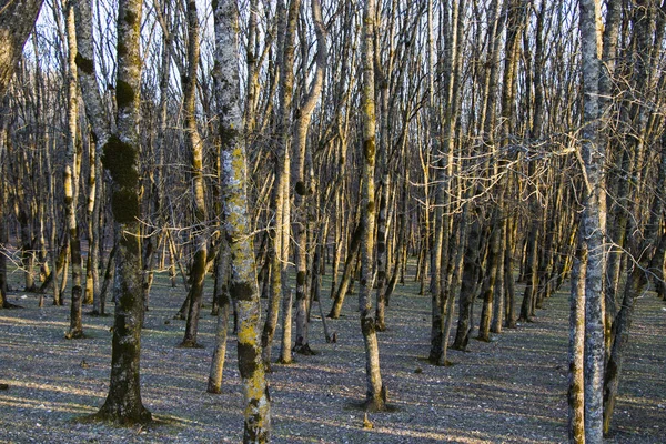 Sabaduri Skogslandskapet Med Små Snöflingor Marken Georgien — Stockfoto