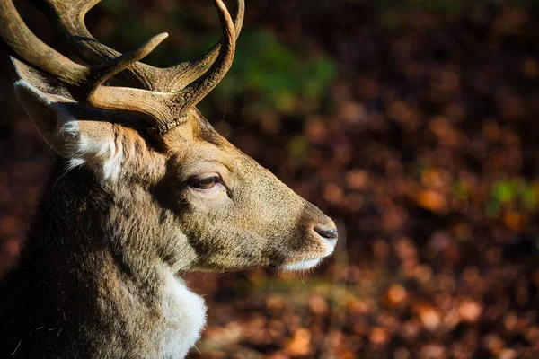 顔に日差しのある鹿の横顔のクローズアップ — ストック写真