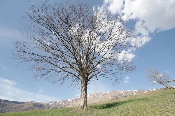 Árbol Sin Hojas Campo Contra Cielo Nublado Día Soleado Con — Foto de Stock