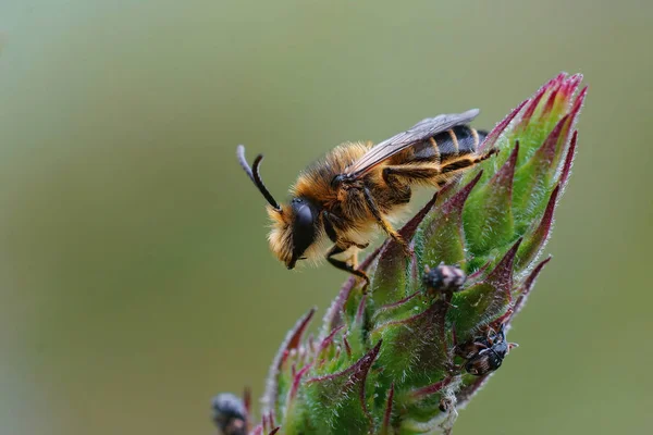 Nahaufnahme Einer Macropis Europaea Biene Die Auf Einer Pflanze Sitzt — Stockfoto