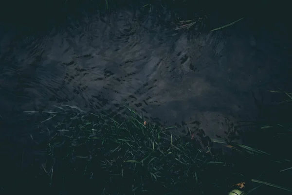 Yüzeyi Çimenler Karanlıkta Körfezde — Stok fotoğraf