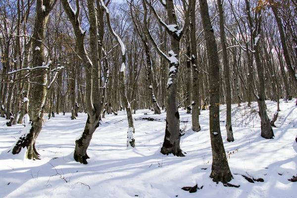 Uma Vista Arrepiante Árvores Nuas Cobertas Neve Floresta Sabaduri Geórgia — Fotografia de Stock