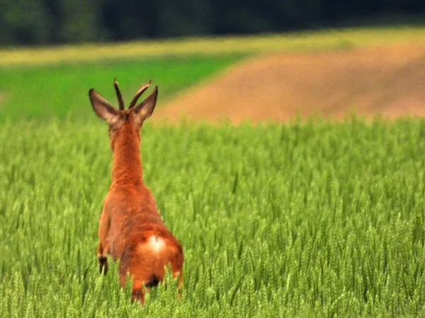 Een Oppervlakkige Focus Shot Van Een Siberische Roe Deer Van — Stockfoto