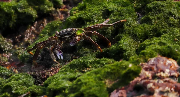 Gros Plan Crabe Rampant Sur Rocher Mousseux — Photo