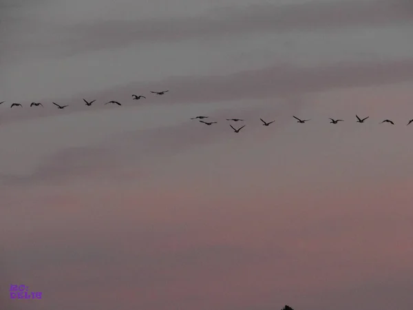 Eine Aufnahme Eines Vogelschwarms Der Einer Reihe Fliegt Mit Einem — Stockfoto