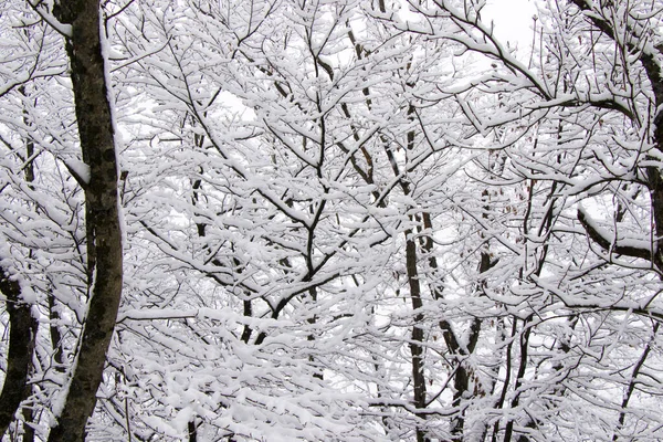 Ένα Χιονισμένο Δέντρο Και Κλαδιά Στο Δάσος Κατά Διάρκεια Του — Φωτογραφία Αρχείου