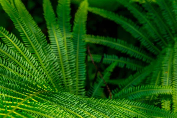 Tiro Close Uma Planta Samambaia Verde — Fotografia de Stock
