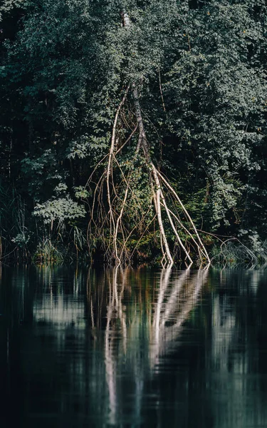 Pionowe Ujęcie Drzew Odbitych Jeziorze Niemczech — Zdjęcie stockowe