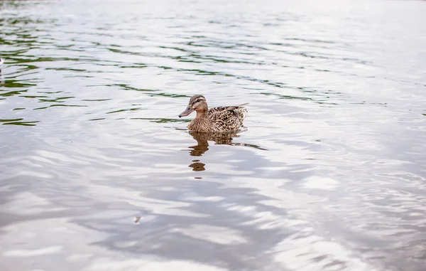 Closeup Shot Duck Lake — Stock Photo, Image