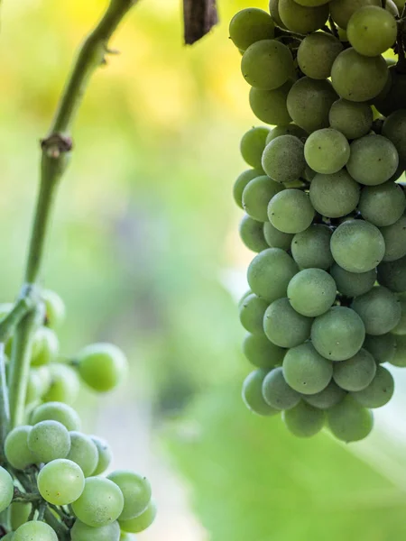 Tiro Vertical Uvas Maturação Uma Vinha — Fotografia de Stock