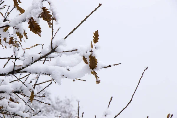 Eine Nahaufnahme Von Ästen Die Von Schnee Bedeckt Sind Isoliert — Stockfoto
