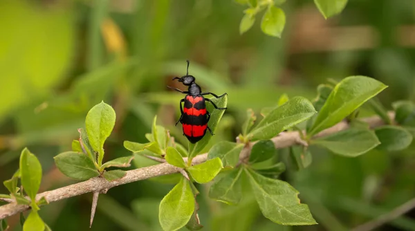 一只红色和黑色甲虫栖息在树枝上的有选择的焦点镜头 — 图库照片