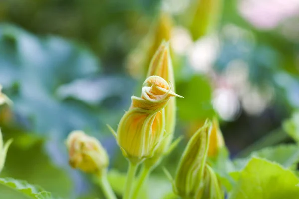 Tiro Foco Seletivo Flores Abobrinha Amarelas Jardim — Fotografia de Stock