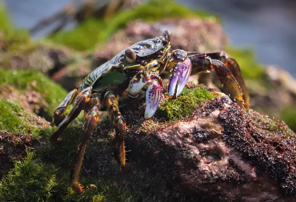螃蟹爬在苔藓状岩石上的选择性镜头 — 图库照片