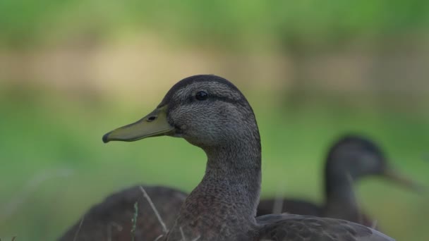 Aussichtsreiche Aussicht Auf Schöne Vögel Der Natur — Stockvideo