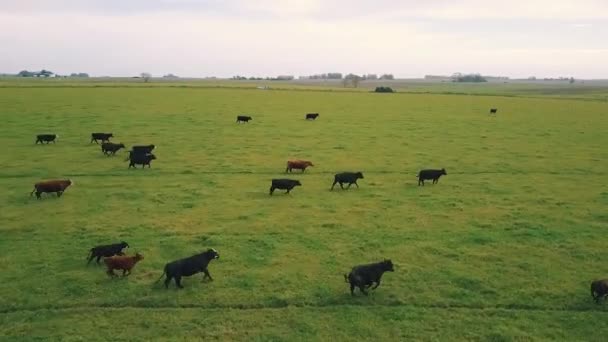 Vacas Pastando Campo — Vídeos de Stock