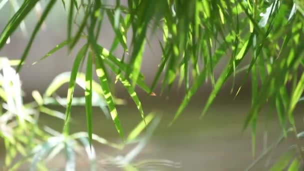 Groene Bladeren Flora Natuur — Stockvideo